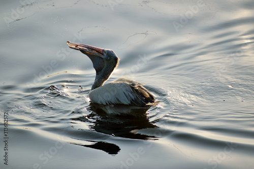 bird with fish in mouth