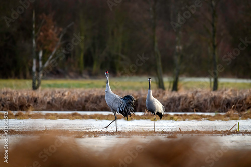 Common crane  Grus grus  in the wild. Early morning on swamp erens.