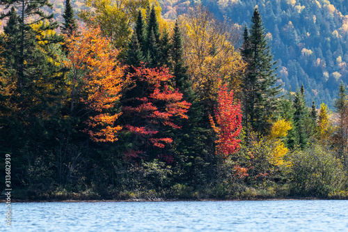 Colorful autumn forest by the lake