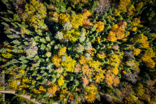 Aerial view of a colorful autumn forest. © RLS Photo