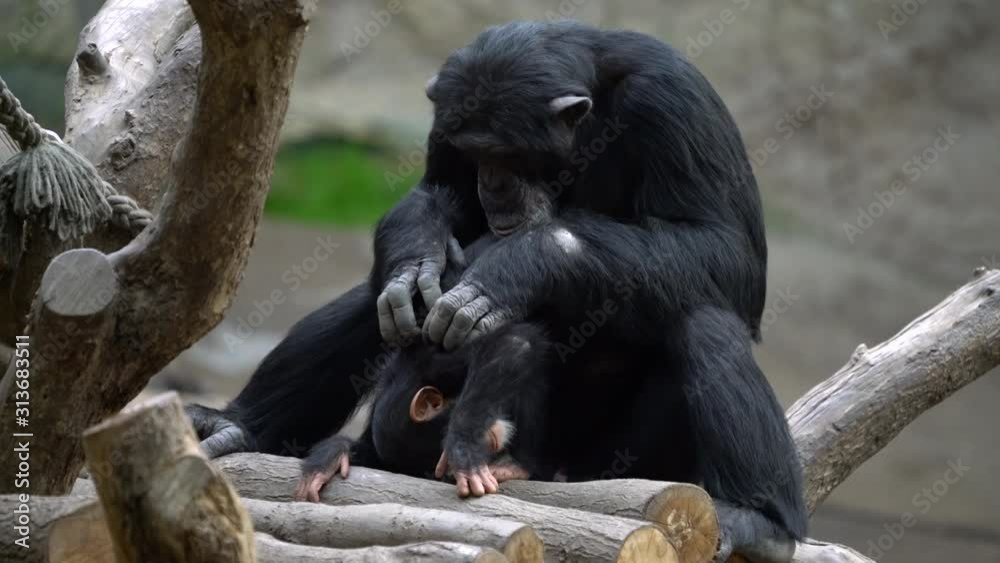 Mother chimpanzee delouse a young chimpanzee Mother chimpanzee delouse a young chimpanzee