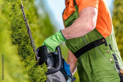 Thuja Shrub Trimming Job