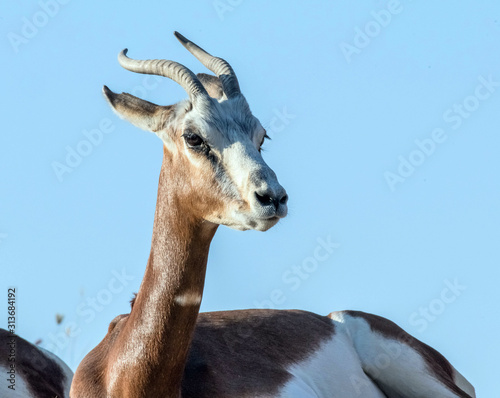 Fototapeta Naklejka Na Ścianę i Meble -  Wild Animal Arabian Gazelle in Desert