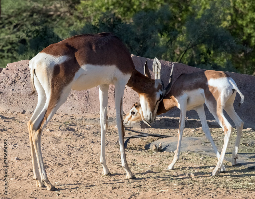 Wild Animal Arabian Gazelle in Desert Wild Animal Arabian Gazelle in Desert