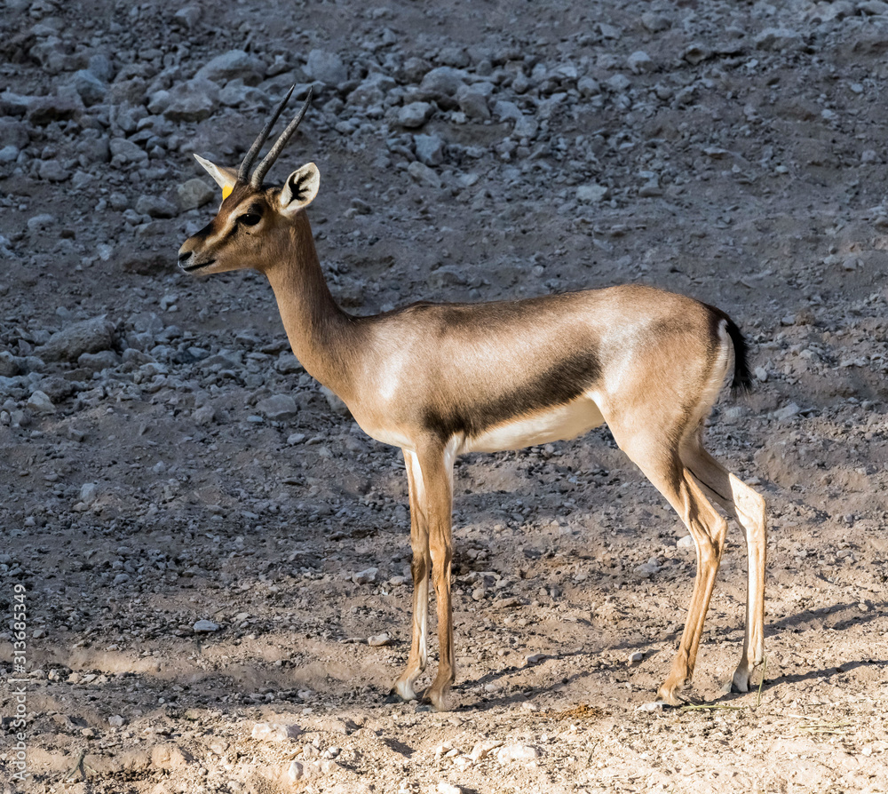 Wild Animal Arabian Gazelle in Desert Wild Animal Arabian Gazelle in Desert
