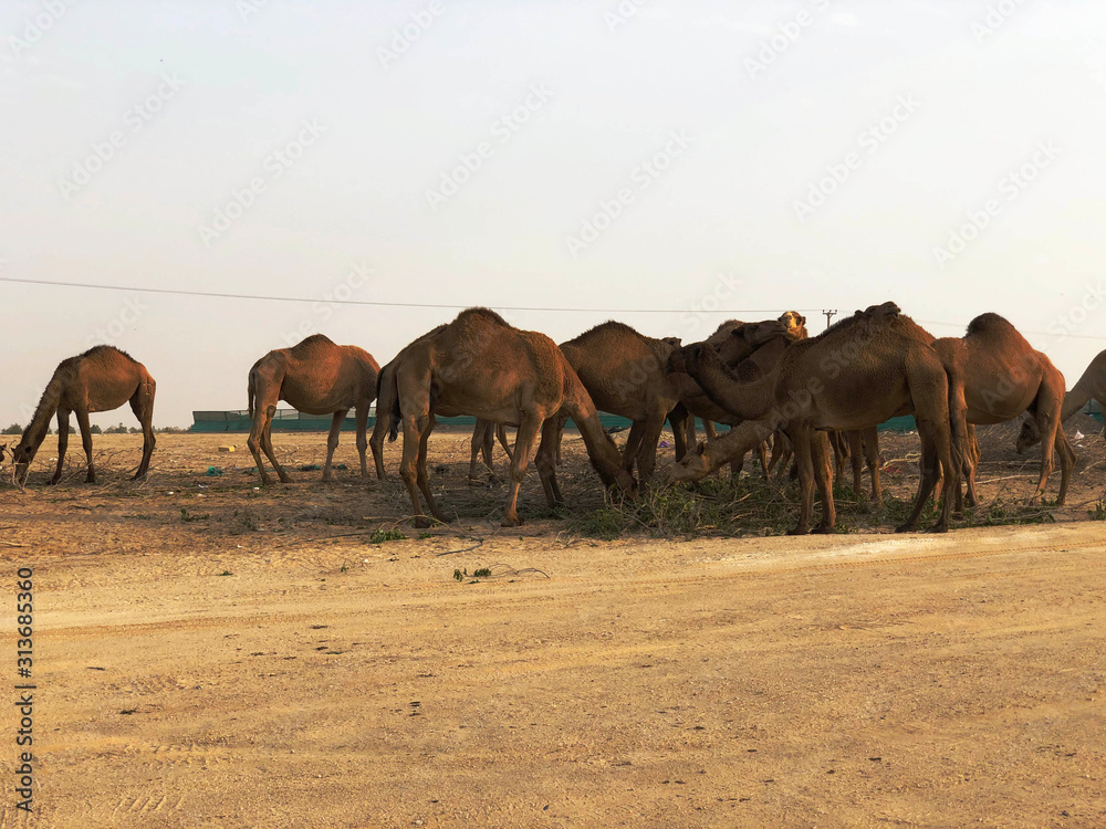 Camels in the desert of Kuwait with blue sky