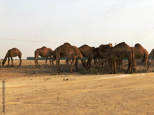 Camels in the desert of Kuwait with blue sky
