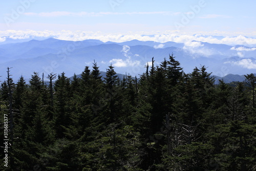 Pine trees and mountains