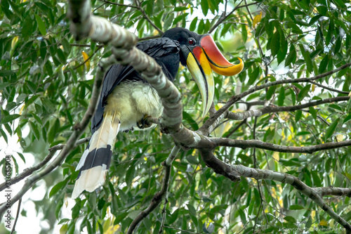 The Rhinoceros Hornbill in nature. photo