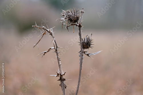 Dry thistle plant in Automn.