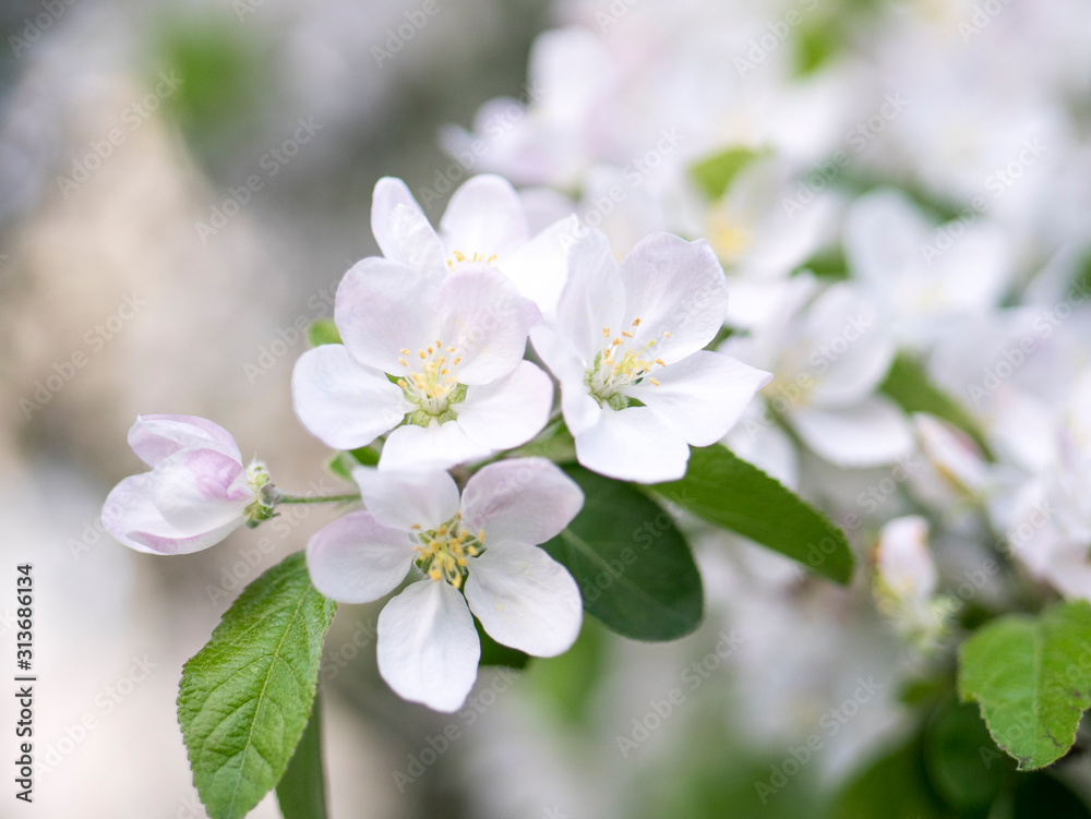 Flowers of the apple tree blossoms on a spring day Flowers of the apple tree blossoms on a spring day