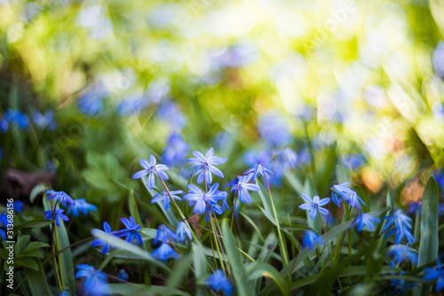 Fototapeta Naklejka Na Ścianę i Meble -  Blue Scilla Flowers (scilla Siberica) Or Siberian Squill. First Spring Flowers in city park.