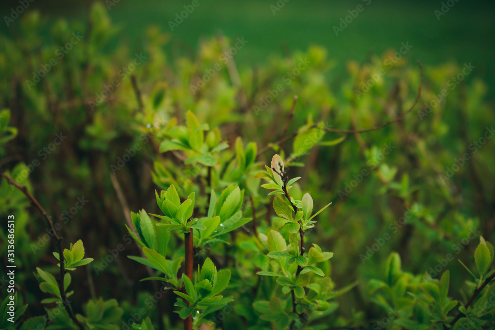 green leaf background