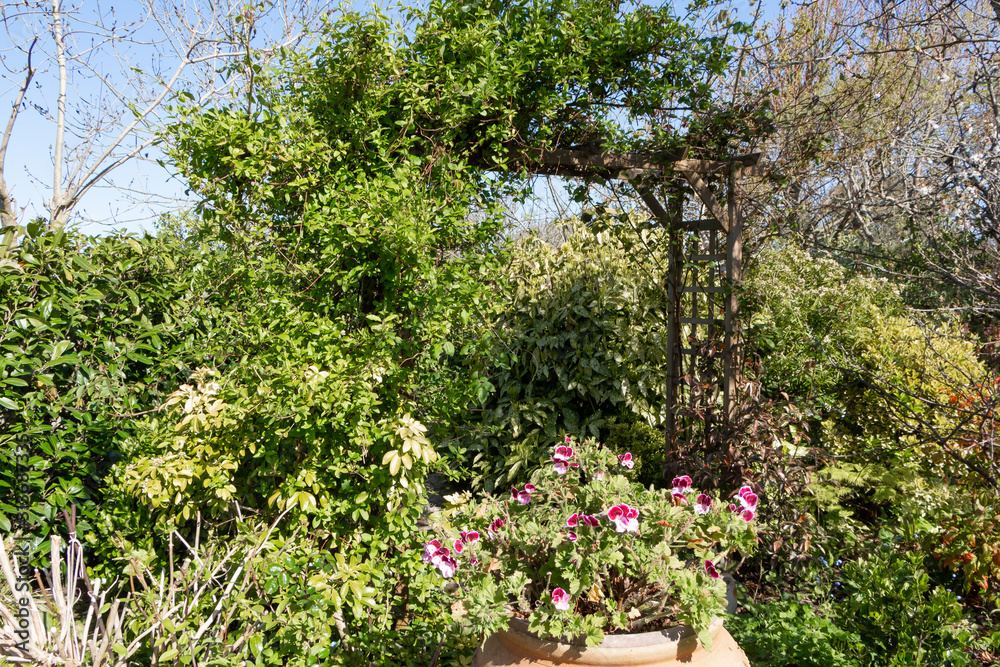 Landscaped garden with pergola and geranium jar Landscaped garden with pergola and geranium jar