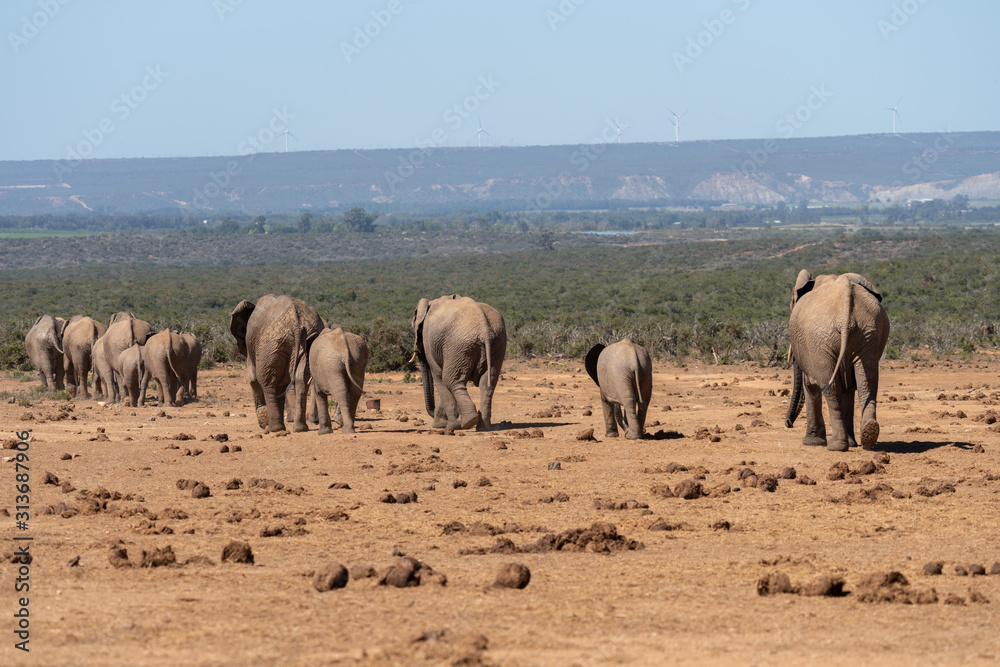 Obraz premium Elephant