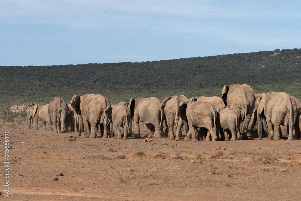 Obraz premium Elephant