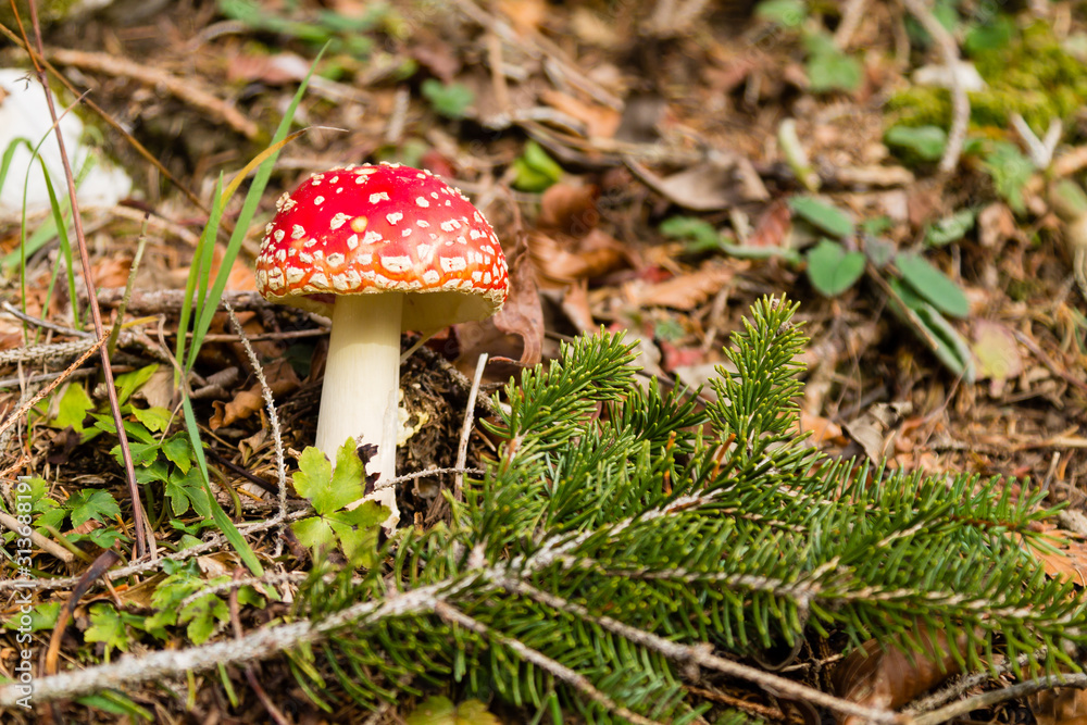 Amanita muscaria mushroom close up, nature background Amanita muscaria mushroom close up, nature background