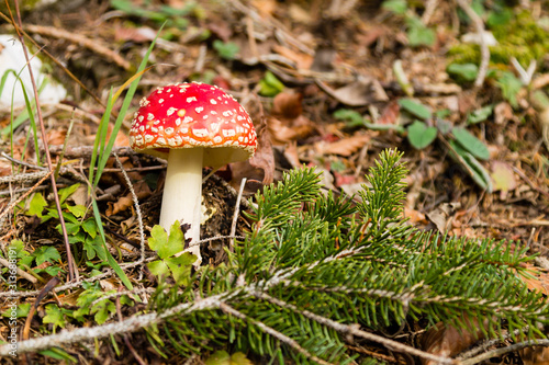 Amanita muscaria mushroom close up, nature background