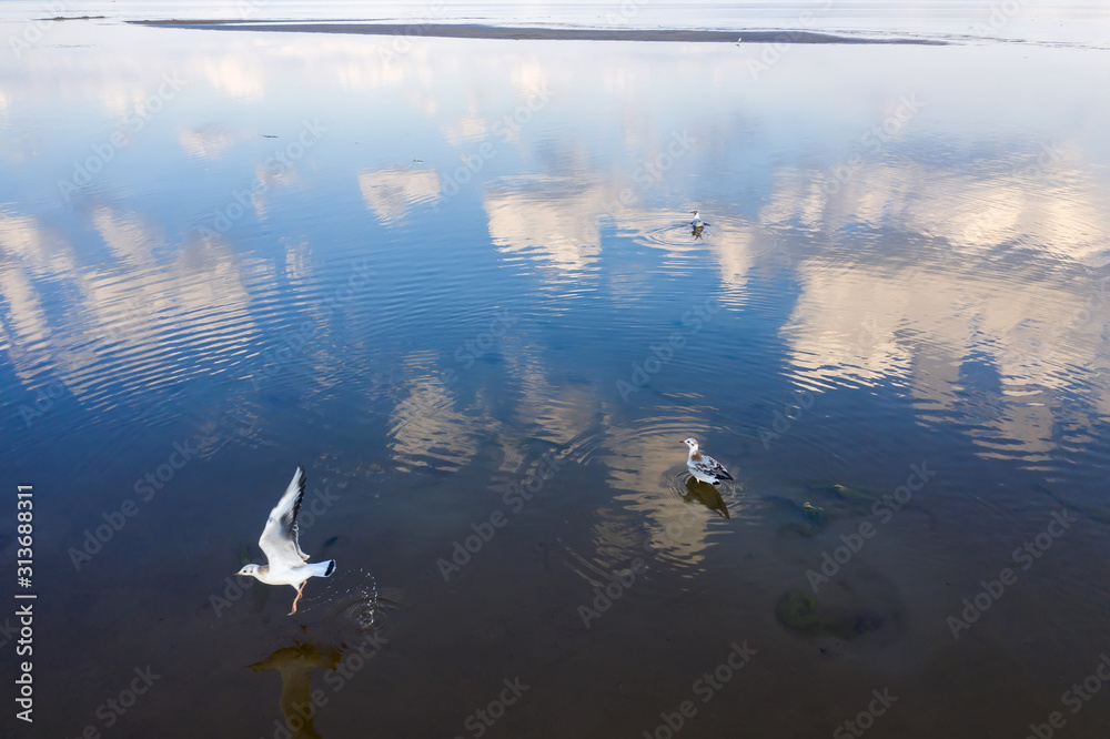 Obraz premium Seagulls in the mirror shallow waters of the Gulf of Finland