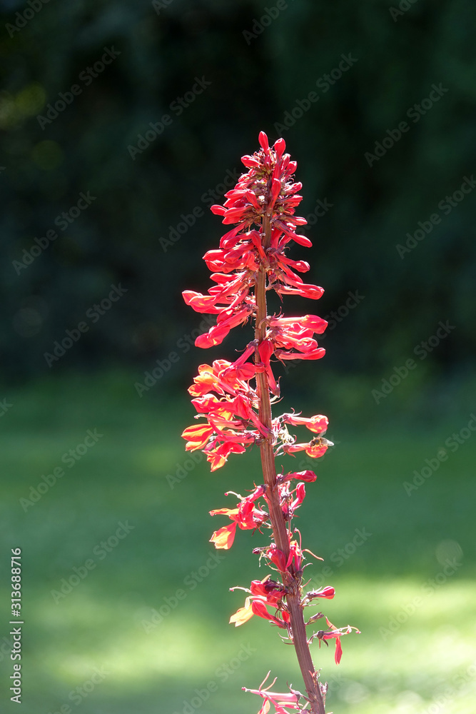 Rote salvia phyllis Rote salvia phyllis
