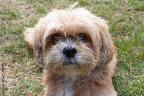 Fotografie Red Lhasa Apso dog lying in a garden