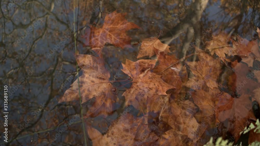Beautiful idyllic image of the reddish leaves of a tree fallen in the fall fall into the water of Lake Banyoles where the trees are reflected. Concept: autumn has arrived. Landscapes of Catalonia G Beautiful idyllic image of the reddish leaves of a tree fallen in the fall fall into the water of Lake Banyoles where the trees are reflected. Concept: autumn has arrived. Landscapes of Catalonia G