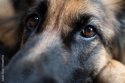 Close up of German Shepherd Dogs Eyes