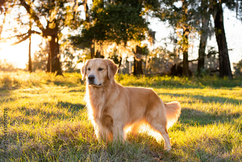 Golden Retriever dog enjoying outdoors at a large grass field at sunset, beautiful golden light