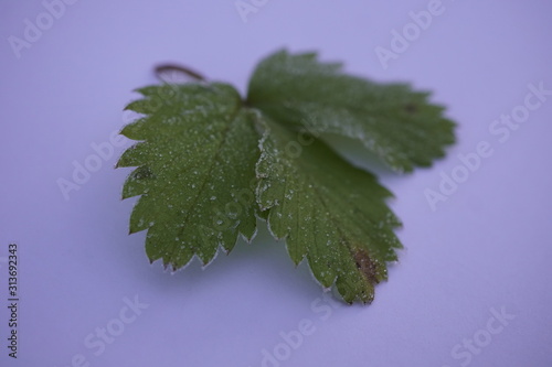 Ice on leaf