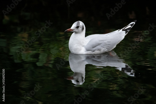 Black headed gull (Larus ridibundus) in winter plumage