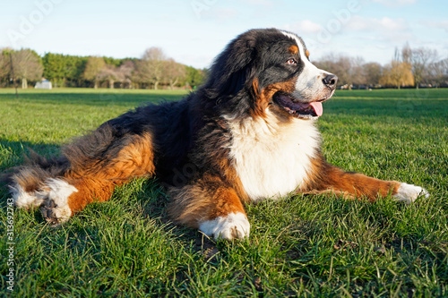 Large and fluffy Bernese Mountain Dog lying on the grass in the dog friendly park on a sunny day © Kriste