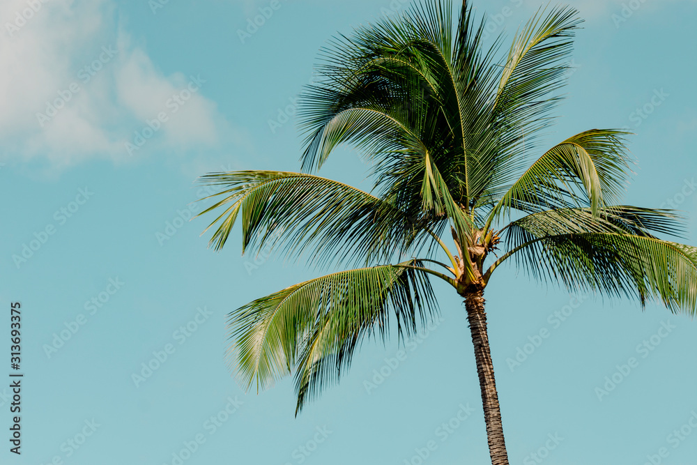 palm trees on background of blue sky