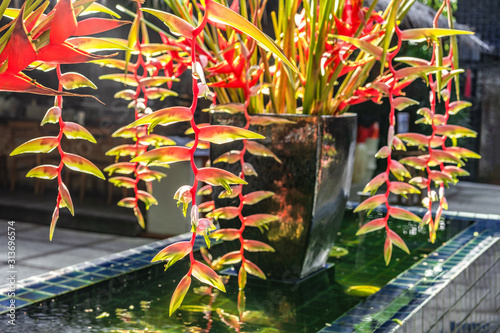 Beautiful blooming tropical Heliconia flower grown in the garden of the house photo