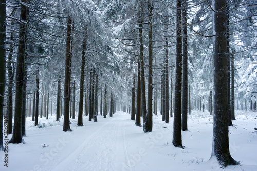Snow covered forest with fir trees and path through