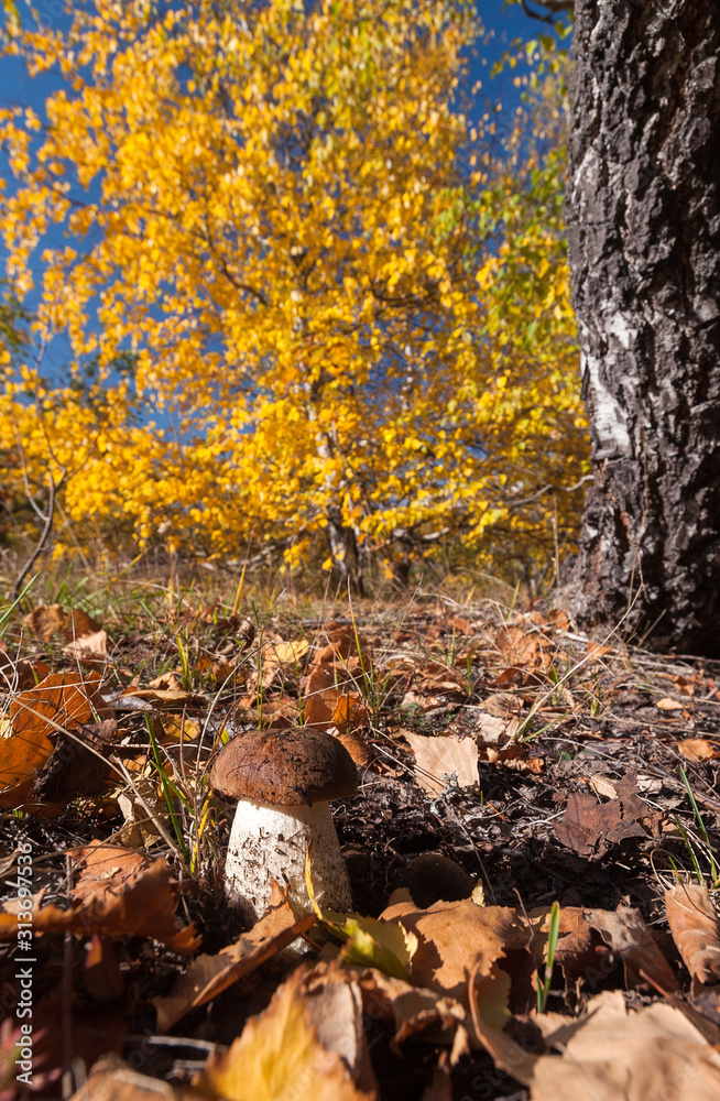 Birch mushroom under a birch on a yellow birch background