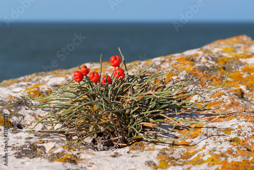 A small Bush of ephedra with red berries on limestone with yellow lichen photo