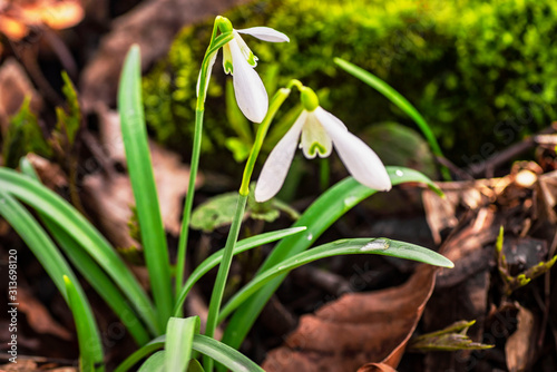 Snowdrop spring flowers.Delicate Snowdrop flower is one of the spring symbols .The first early snowdrop flower.White snowdrop Galanthis in early spring gardens. photo