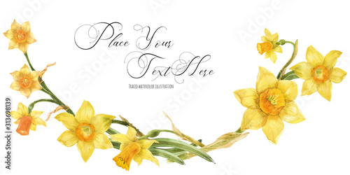 Daffodil flowers in floral watercolor arc on a white background, traced art