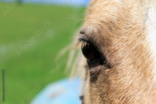 Life through the eyes of a horse.