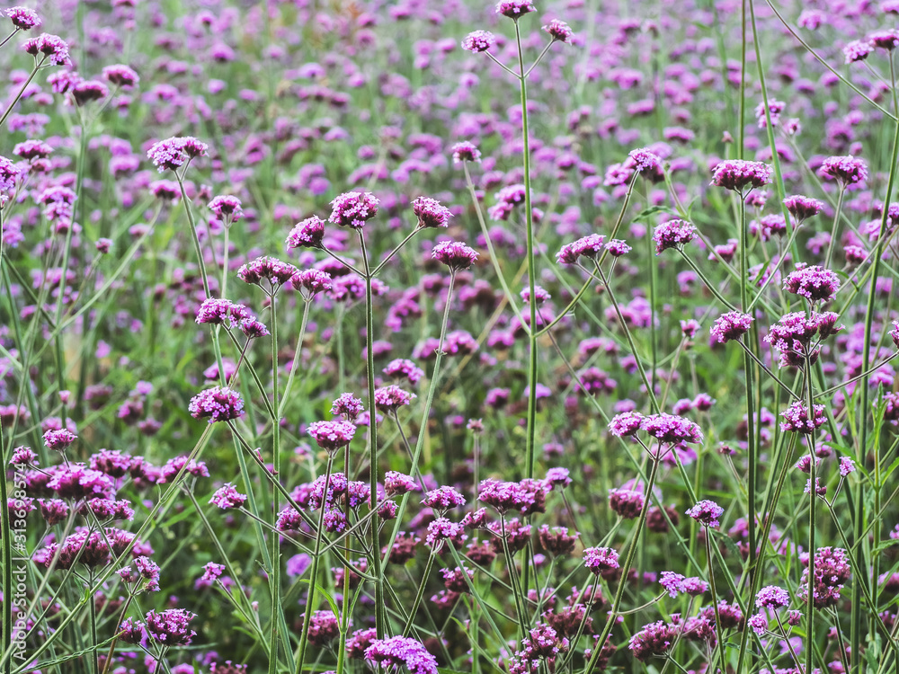 Verbena flower. Verbena pink and violet flower background