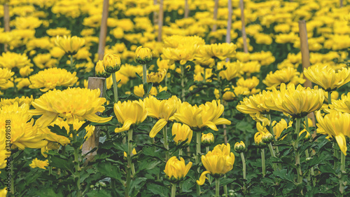 Colorful yellow and orange chrysanthemum flower bloom in the farm