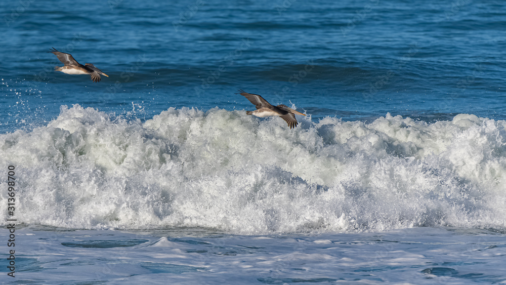 Obraz premium Brown pelicans flying low above a big wave in California