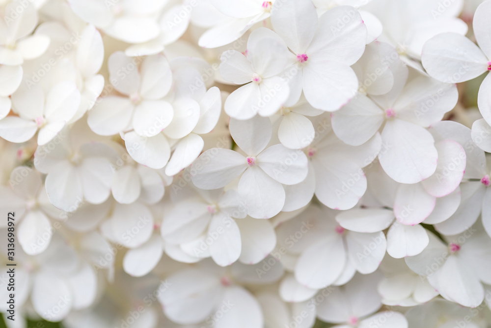 White hydrangea flowers panoramic border, banner, wedding romantic background. Flat lay. White hydrangea flowers panoramic border, banner, wedding romantic background. Flat lay.
