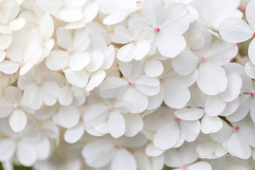 White hydrangea flowers panoramic border, banner, wedding romantic background. Flat lay.