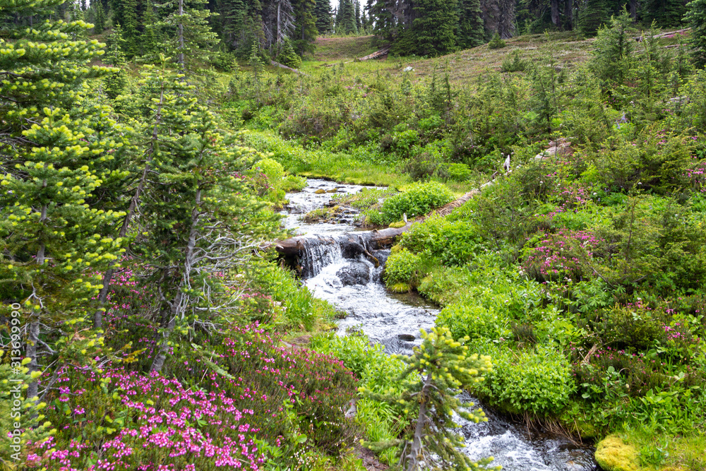 Quick stream in a rural wild nature among trees and green grass, pink flowers surround the creek Quick stream in a rural wild nature among trees and green grass, pink flowers surround the creek