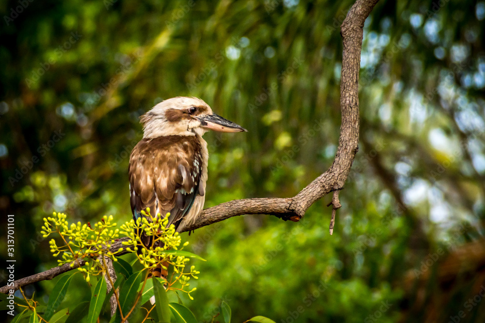 A Kookaburra sitting on the branch of a tree