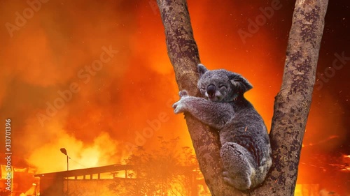 Koala Bear In Tree Caught In Australian Bush Fire