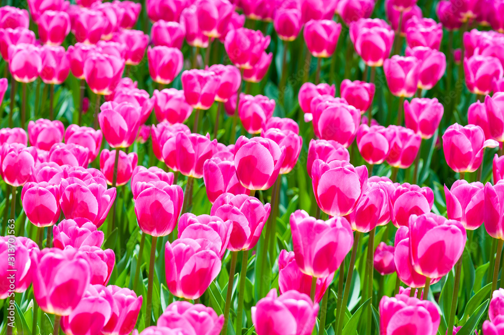 Obraz premium Fresh bright magenta tulips in a full frame spring garden background