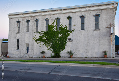 Wallpaper Mural Vine growing on building Torontodigital.ca