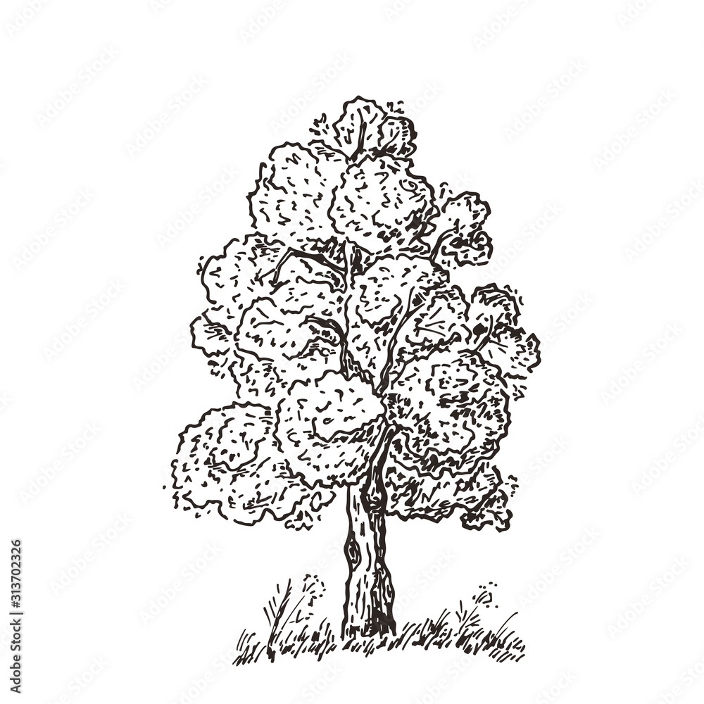 Hand Drawn Tree Sketch. Black and white drawing. Vector illustration